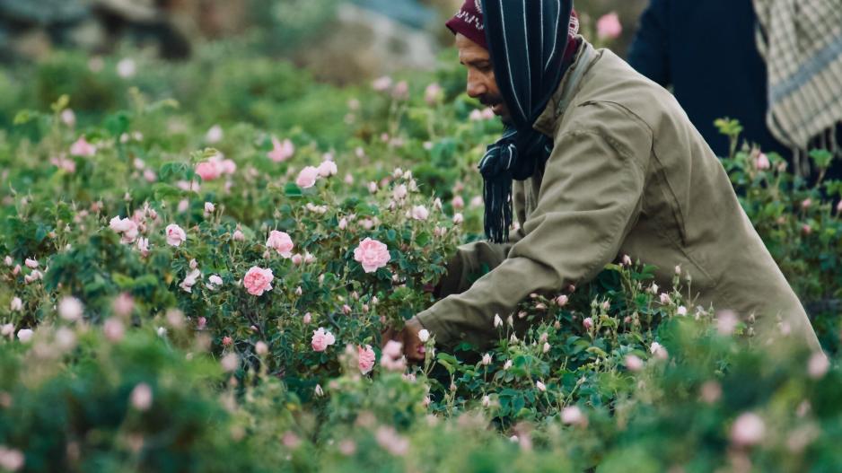 الورد الطائفي مزارع الورد الطائفي